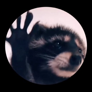 Раскрути енота 🦡 logo
